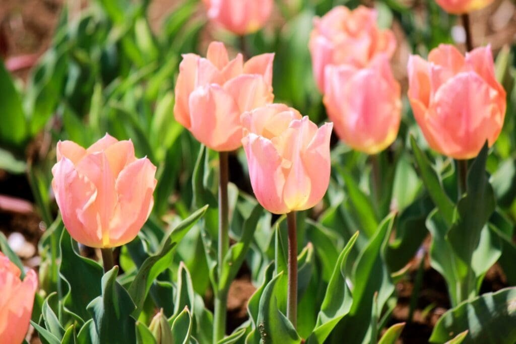 Tulipa 'Apricot Beauty'