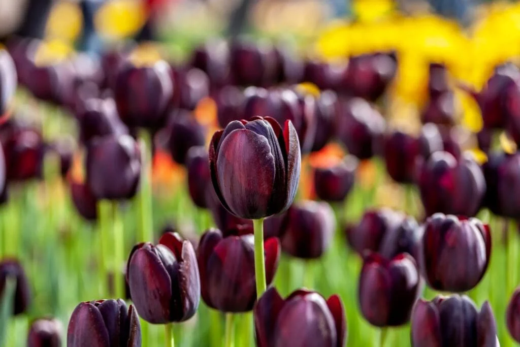 Tulipa 'Queen of Night'