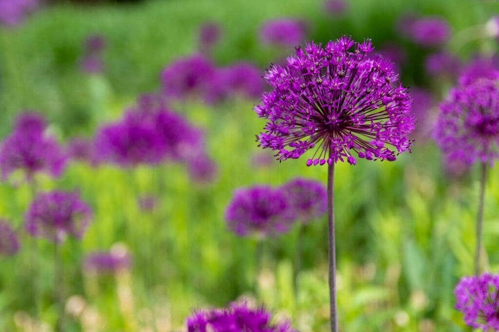 when to plant alliums