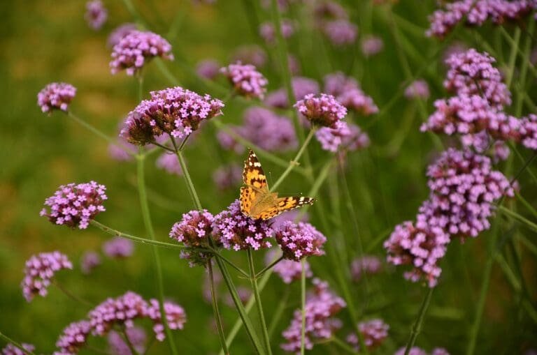 blossoms, vanessa cardui, butterfly-881965.jpg