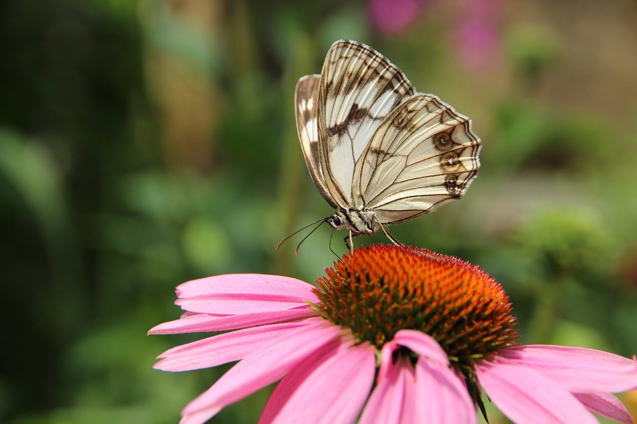 Top 10 Plants For Bees And Butterflies In The UK