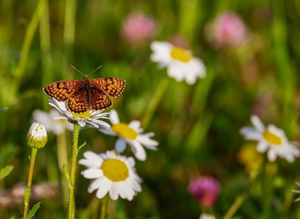 butterfly, flowers, pollinate-3418535.jpg