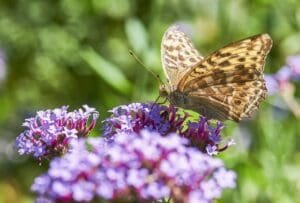 Plants for Bees and Butterflies