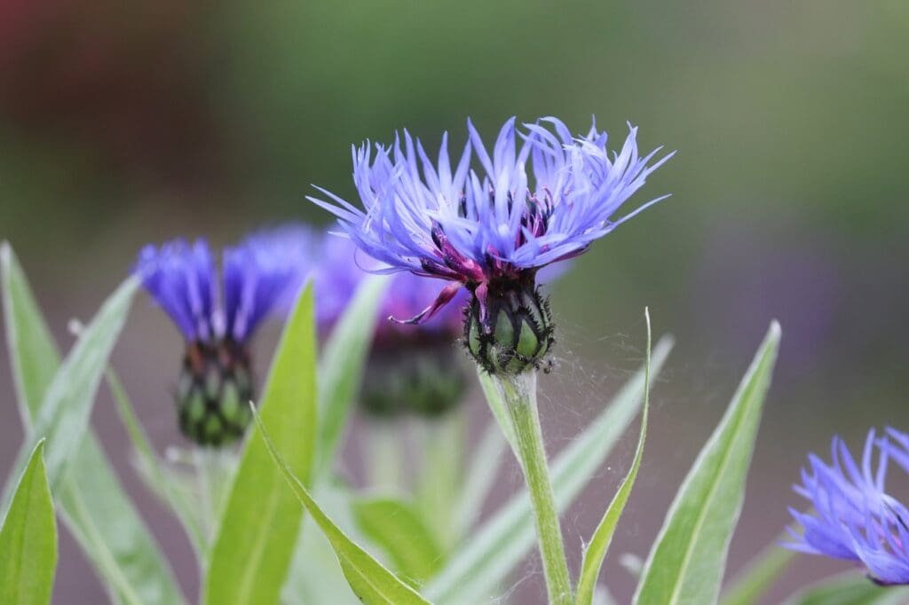 Cornflowers Growing Guide - Wild Garden Expert