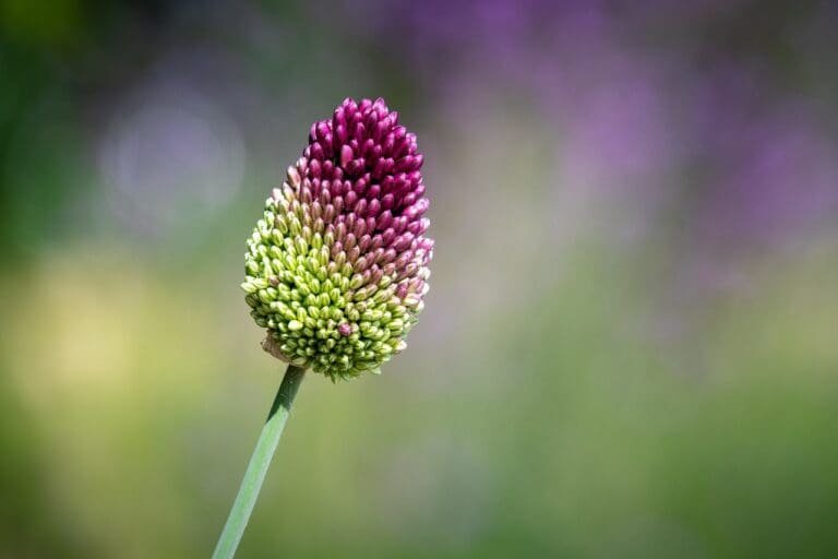 how to grow Allium sphaerocephalon