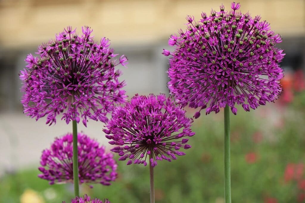 alliums how to grow