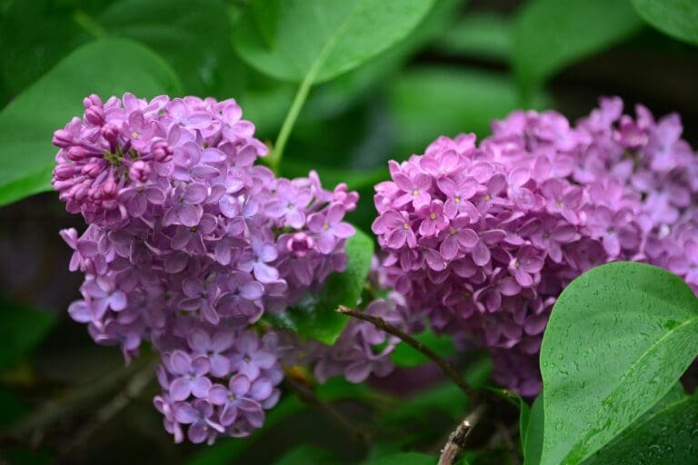 organ, ny, buddleja davidii-329719.jpg