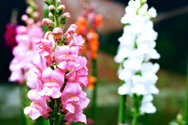 snapdragons (Antirrhinum)