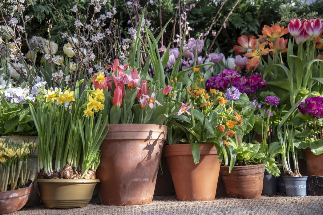 Best Plants for April