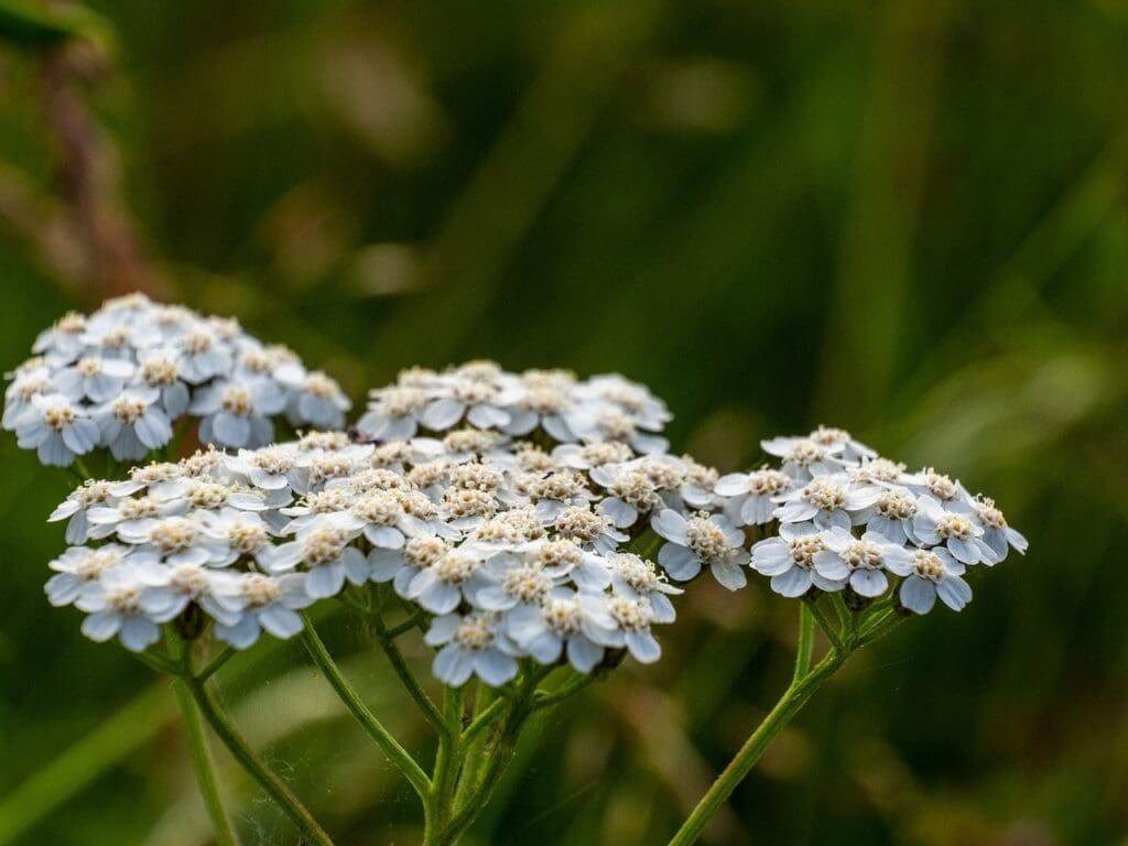 yarrow, bloom, flowering-5302548.jpg