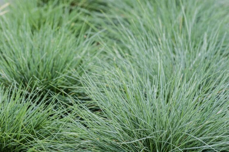 FESTUCA GLAUCA