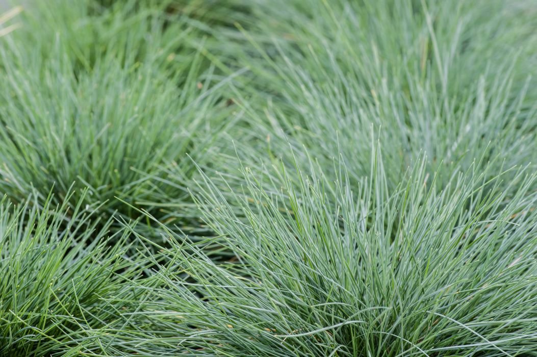 FESTUCA GLAUCA