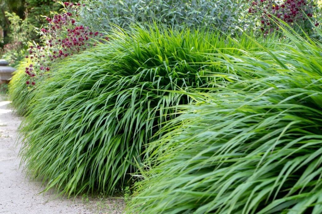 HAKONECHLOA MACRA