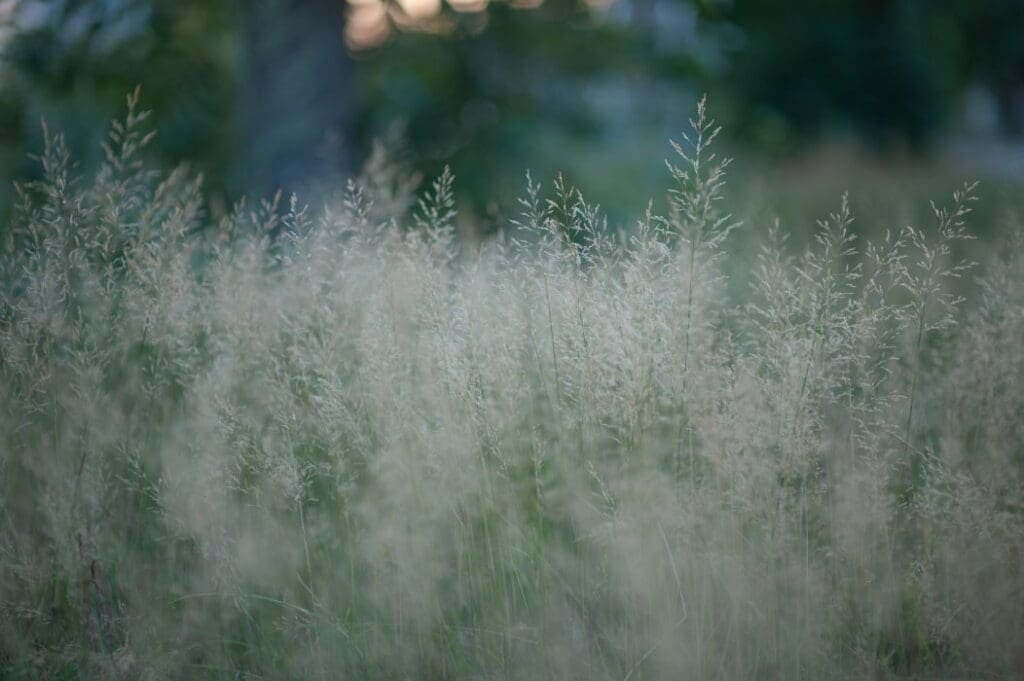 Panicum virgatum