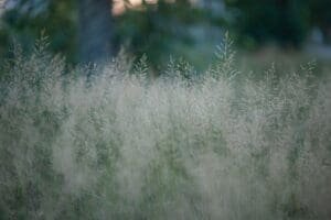 Panicum virgatum 'Shenandoah'