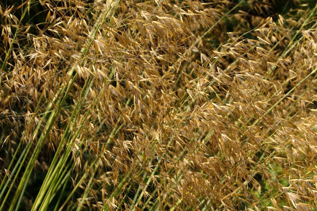 Stipa Gigantea