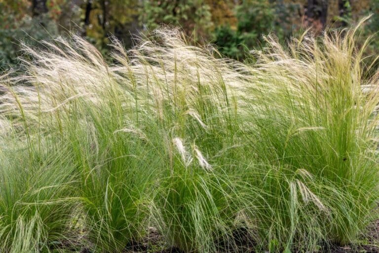 Stipa Tenuisima