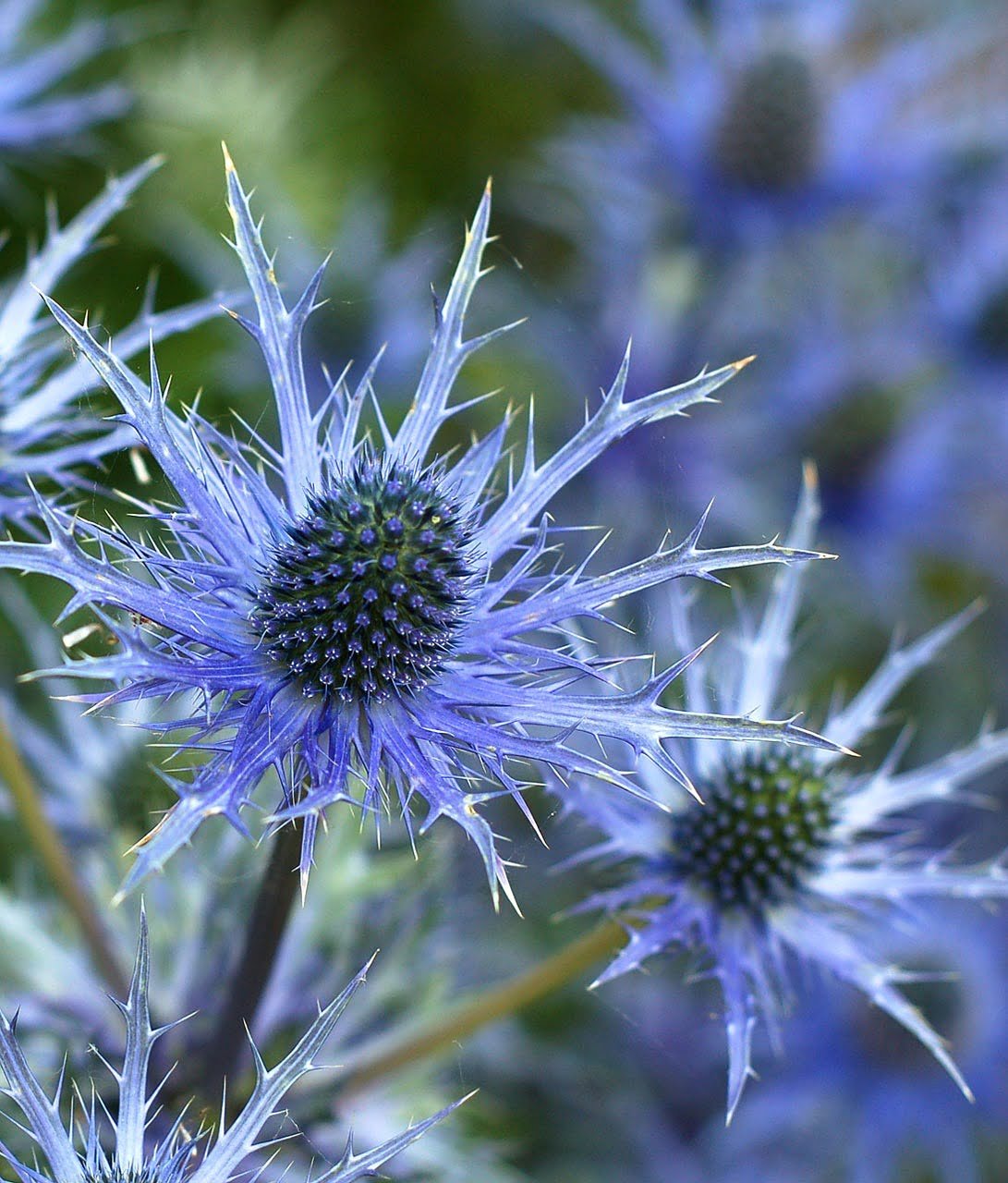 alpine sea holly, flowers, plant-14129.jpg