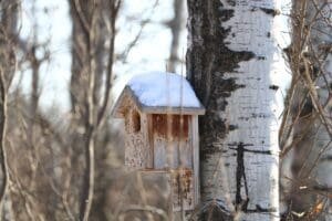 animal, bird, birdhouse-4719455.jpg