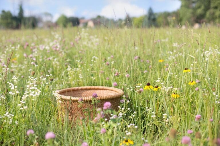 basket, wildflowers, summer-554090.jpg