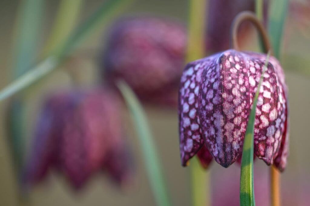 chequered, chess flower, flower-7087987.jpg