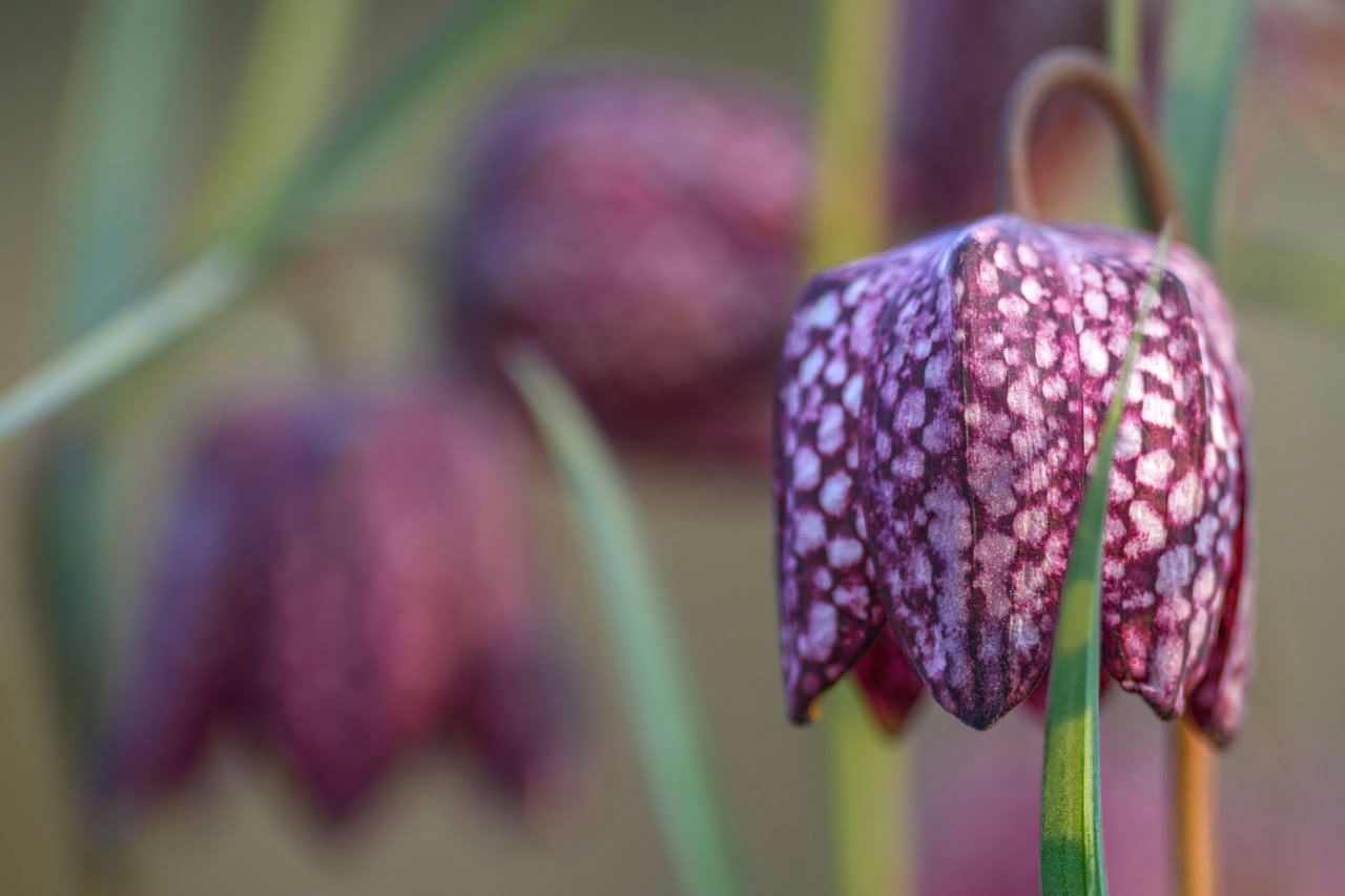 chequered, chess flower, flower-7087987.jpg