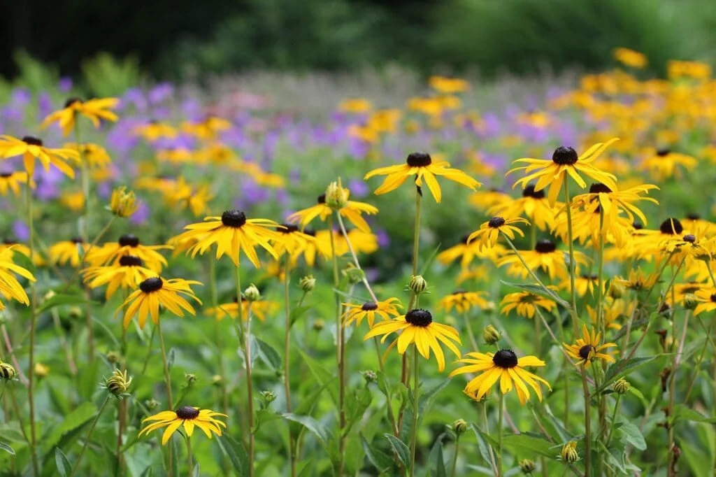 plants in bloom in September