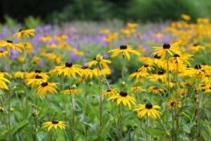 Rudbeckia