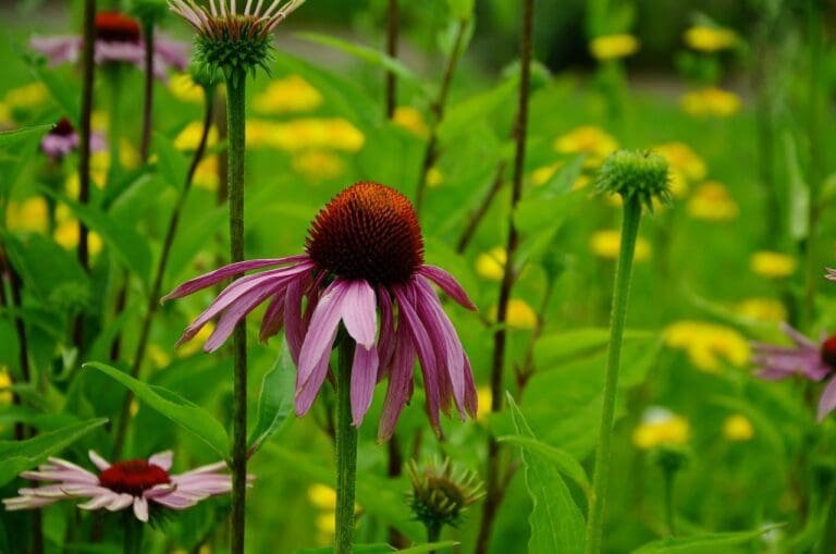 coneflower, mock purple sun hat, echinacea purpurea-1524294.jpg