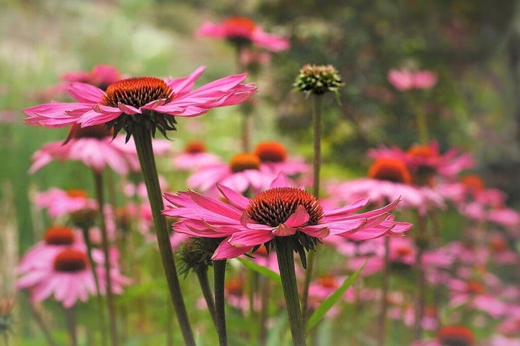 echinacea purpurea, coneflower, composites-4526342.jpg