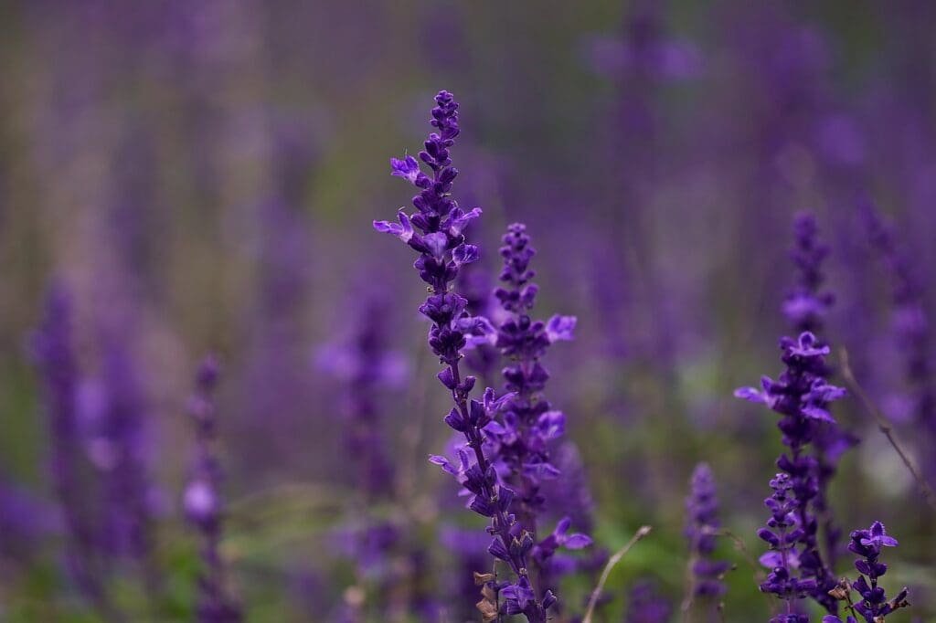 flowers, salvia, purple flowers-7525660.jpg