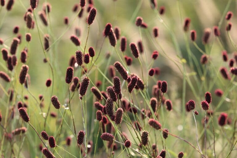 great burnet, sanguisorba officinalis, field-3619757.jpg