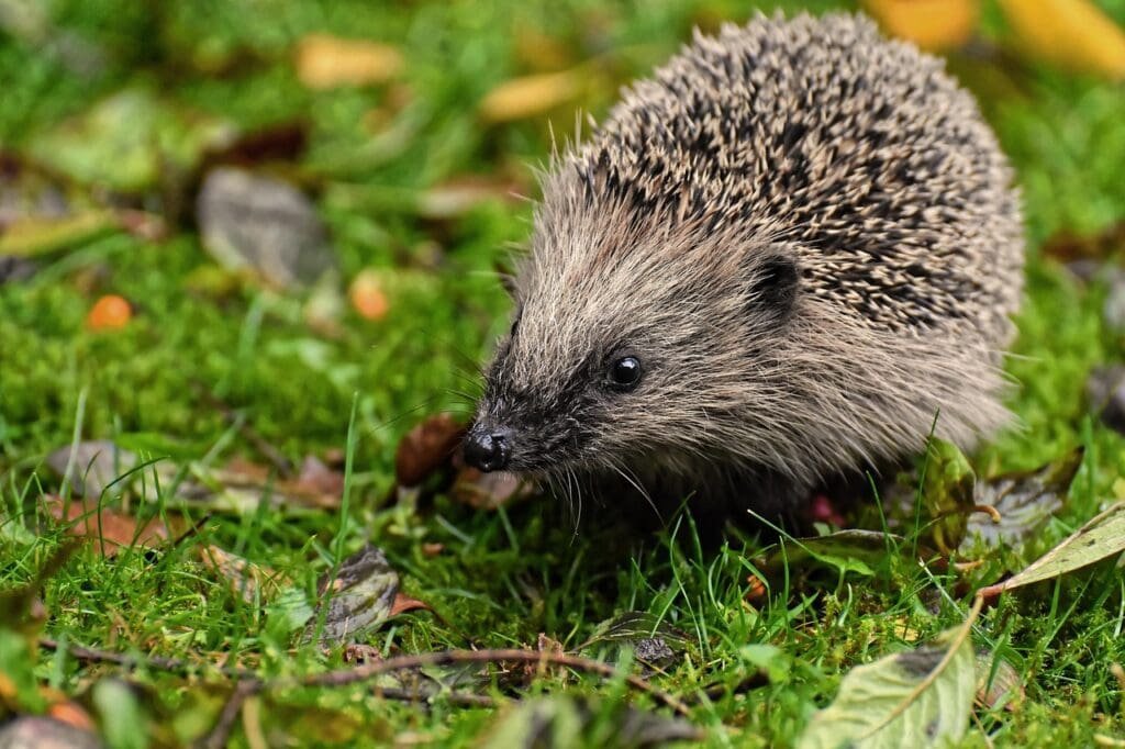 hedgehog, animal, spur-4397351.jpg