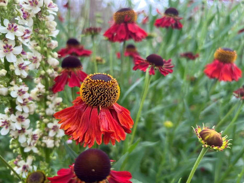 Helenium 'Moerheim Beauty'