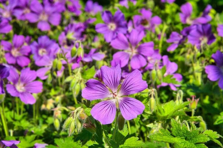 magnificent cranesbill, cranesbill, blossom-5261792.jpg