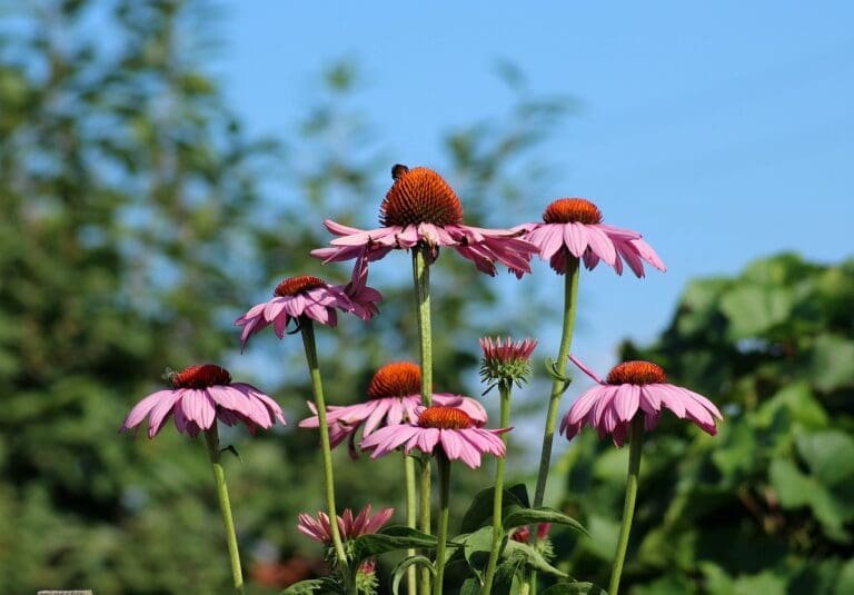 purple coneflower, echinacea, flowers-3523707.jpg