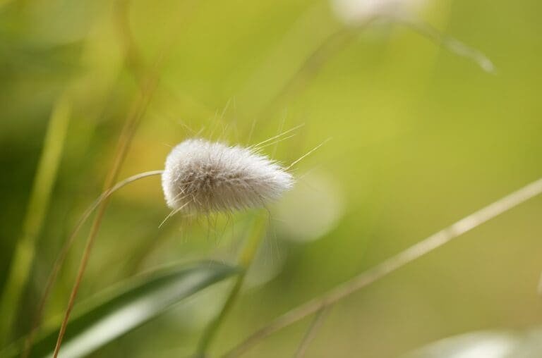 rabbits tail, hares tail, grass-6160416.jpg