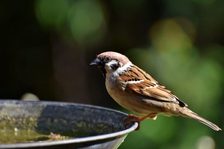 provide water for birds