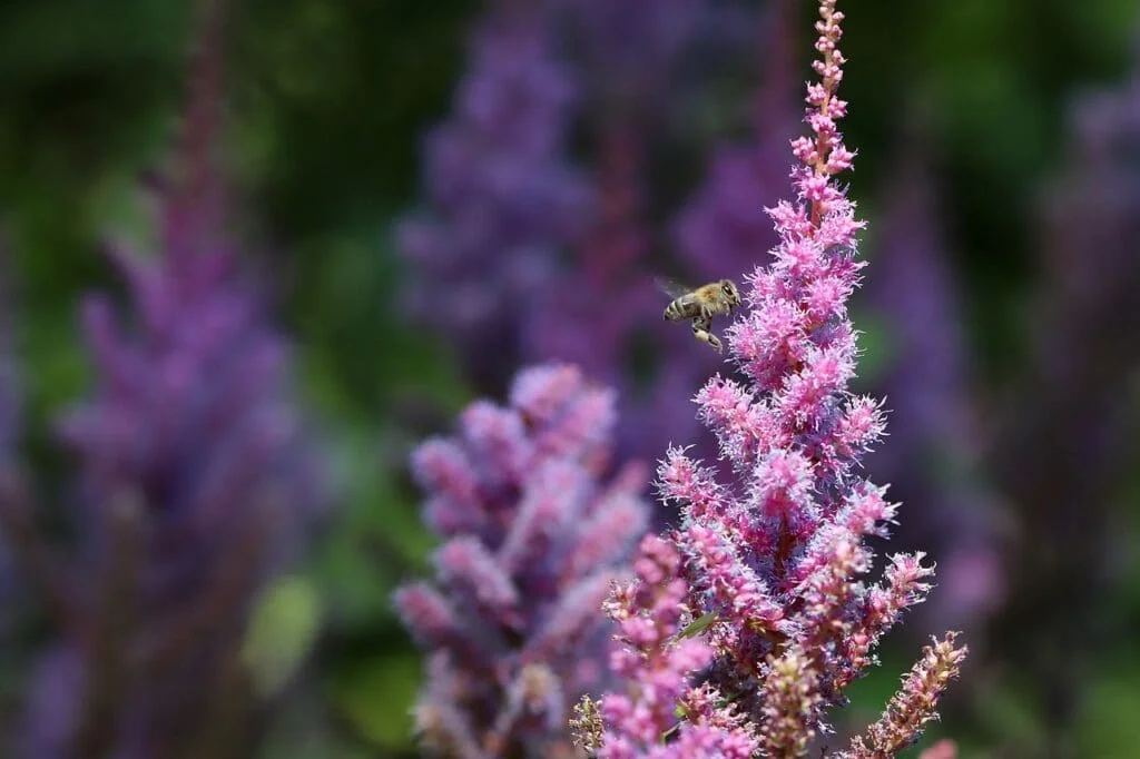 bee, pollination, astilbe-6632555.jpg
