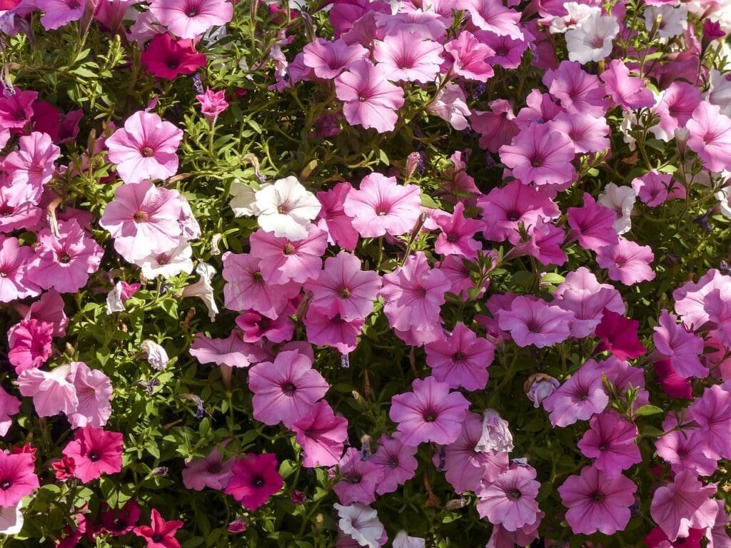 cluster, petunia, pink-183280.jpg