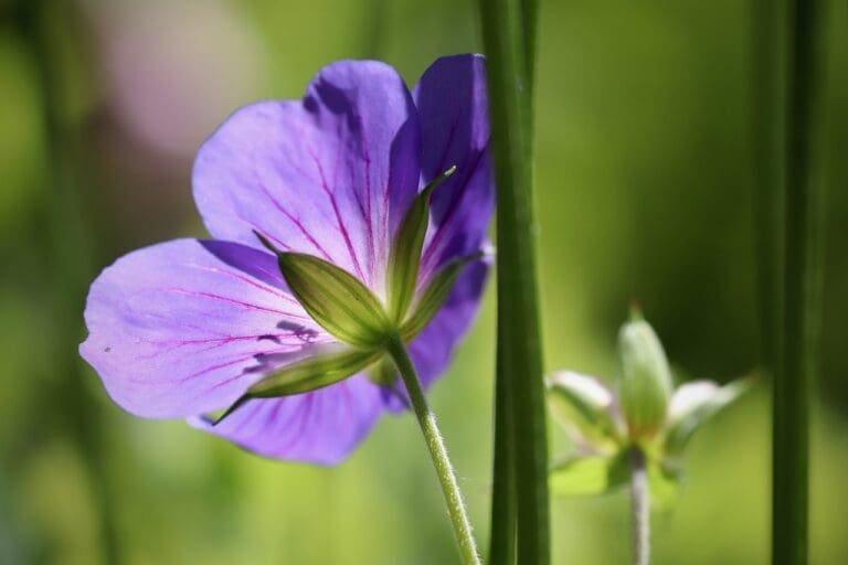 cranesbill, geranium, purple-5246329.jpg