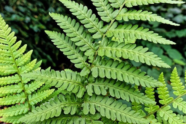 fern, plant, green-4403810.jpg