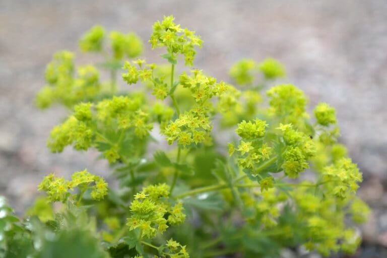 frauenmantel, blossoms, plant-223084.jpg