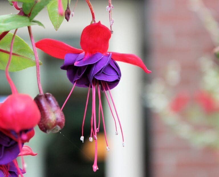 fuchsia, purple, rose-967684.jpg