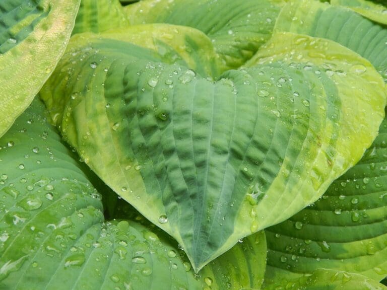 hosta, leaf, flora-350149.jpg