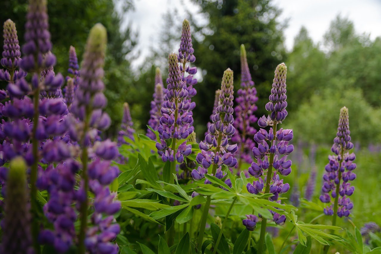 lupine, flowers, summer-5306741.jpg