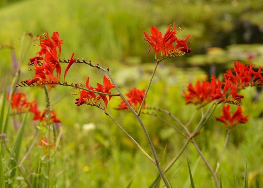 red, flower, crocosmia-5403772.jpg