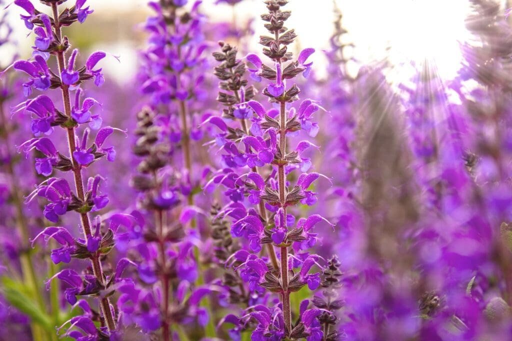 salvia, flower, purple-5216859.jpg