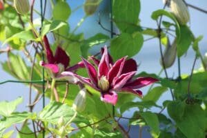 clematis, plants for pergolas