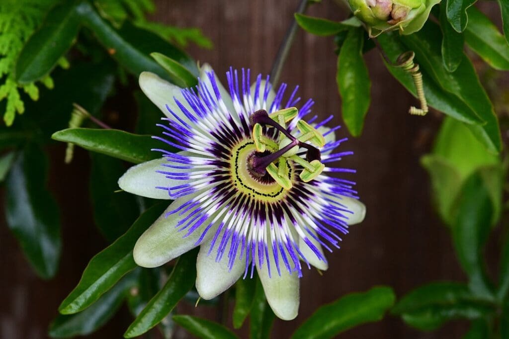 The Best Climbing Plants to Grow over your Pergola - Passion Flower